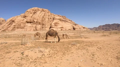 Herd of Wild Camels in Desert Stock Footage 108620165