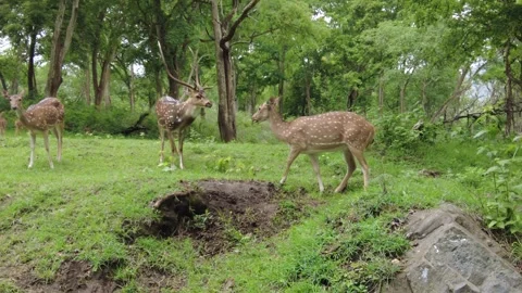 Herd of wild chital, spotted axis deer, with stags and fawns grazing Stock Footage 346334775