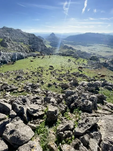 A herd of wild cows roams the slopes of Fahs El Maher Mountain Stock Footage 325767810