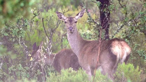 Herd of wild deer grazing and walking in natural park meadow Video stock 333643052