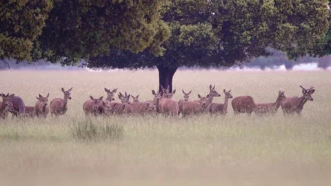 Herd of wild deer grazing and walking in natural park meadow 스톡 동영상 333643055