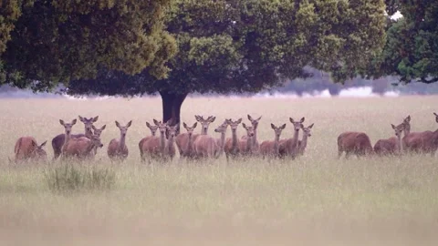 Herd of wild deer grazing and walking in natural park meadow 스톡 동영상 333643071