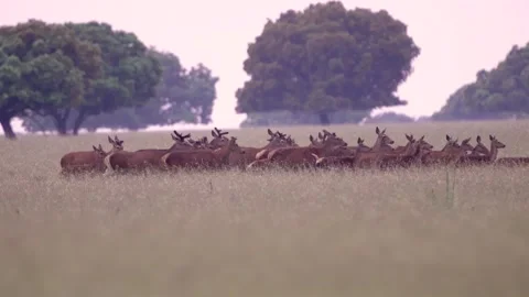 Herd of wild deer grazing and walking in natural park meadow, wildlife animals Видео 334331395