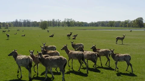Herd of wild deer grazing in a beautiful green field.  Close up. Stock Footage