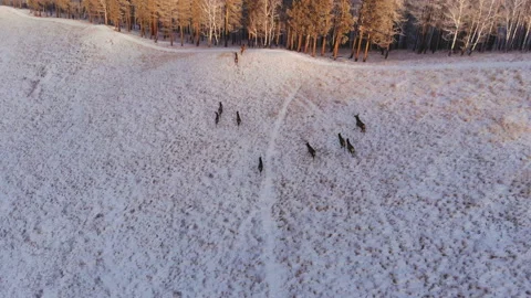 Herd of wild deer in the mountains. Stock-Footage 102964155