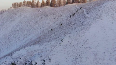 Herd of wild deer in the mountains. Stock Footage 102975545