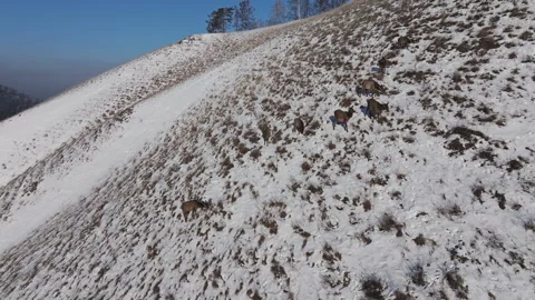 A herd of wild deer on the top of the mountain. Stock Footage 266723315