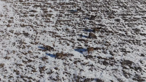 A herd of wild deer on the top of the mountain. Stock Footage 266724916