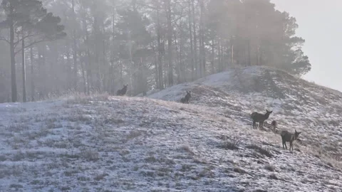 A herd of wild deer on the top of the mountain. Stock Footage 266737922