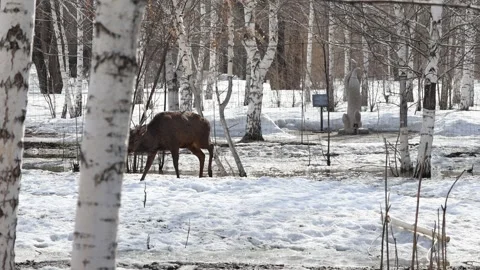 A herd of wild deer walks outdoors in a park in the city of Ust-Kamenogorsk i Stock Footage 304754401