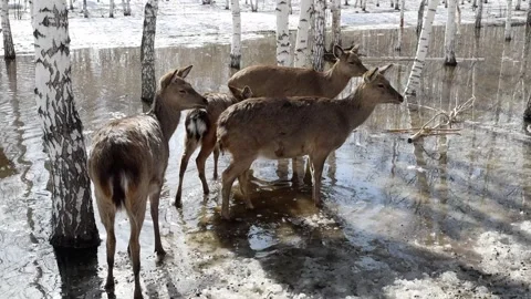 A herd of wild deer walks outdoors in a park in the city in Kazakhstan Stock Footage 304754432