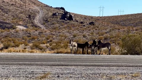 Herd of wild donkeys standing near the road close to Beatty, Nevada 스톡 동영상 299762453