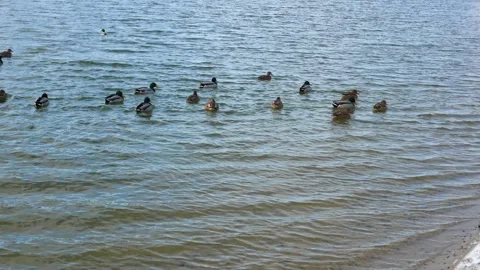 Herd of wild ducks swimming in clear water Stock-Footage 140690143