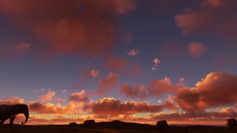 Herd of wild elephants walking at sunset in Dessie Zuria, Ethiopia. Stock Footage 202869242