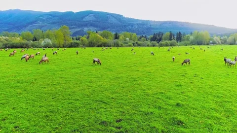 Herd of wild elk grazing peacefully on lush green grass field with scenic Stock Footage 345484490