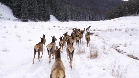 Herd of wild elk running through a snowy mountain valley in Kazakhstan Stock Footage 320774643