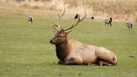 A herd of wild elks grazing on grass Video stock 119336859