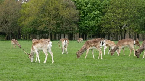 Herd of wild Fallow Deer grazing in a field with trees behind Video stock 95032345