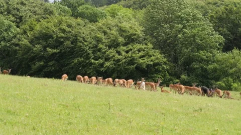 Herd of wild fallow deer grazing on a green meadow Stock-Footage 338232489