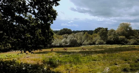 Herd of wild fallow deer in the new forest on the move and stag staring Stock Footage 115656925