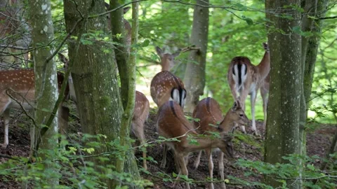 Herd of wild fallow deer walking in lush green forest Stock Footage 337736197