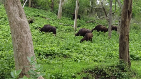 Herd of wild gaur, Indian bison, grazing Stock Footage 346334826