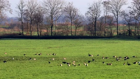 Herd of wild geese on meadow Stock Footage 188539116