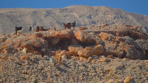 Herd of Wild Goats Roaming on Arid Rocky Mountainside in Qalhat, Oman Video stock 324768090