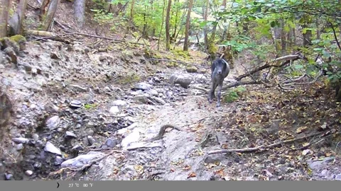 Herd of Wild Goats Running Through Forest Ravine Captured on Trail Camera Stock Footage 341805603