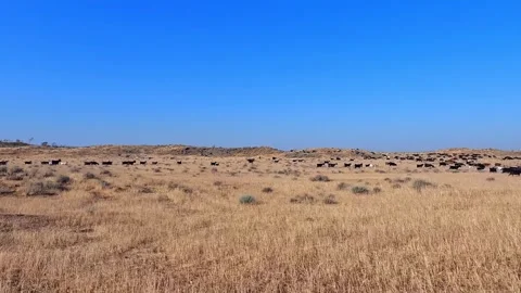 A herd of wild goats runs through a yellow field in Uzbekistan Stock-Footage 317217710