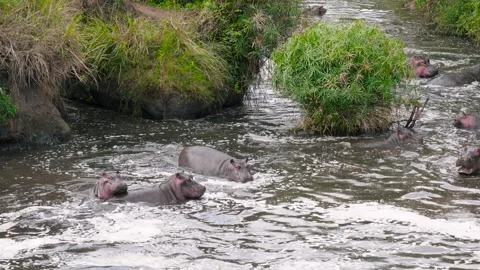Herd of wild hippos bathing in muddy river water Stock Footage 329615249