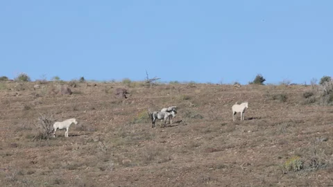 Herd of  Wild Horses in the Arizona Desert Near the Salt River Stock-Footage 329442353