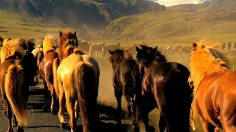 Herd of Wild Horses Vídeo Stock 484716