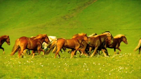 Herd of Wild Horses Stock Footage 484820