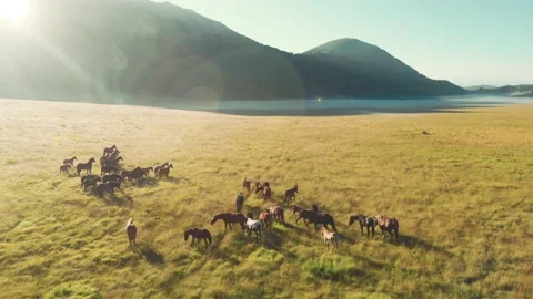 Herd of wild horses Stock Footage 138488241