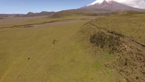 Herd of Wild Horses in front of Cotopaxi Video stock 77735842