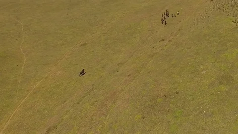Herd of Wild Horses in front of Cotopaxi Stock Footage 77753660