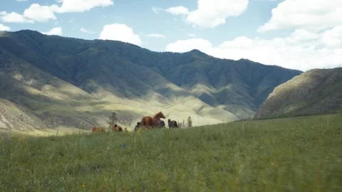 Herd of wild horses galloping through the wild nature, mountains Stock Footage 305187284