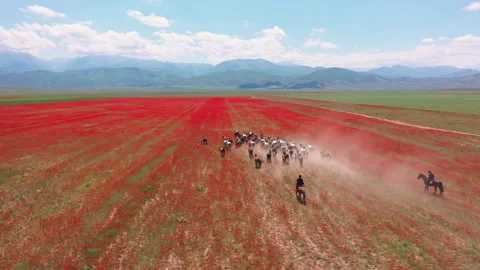 Herd of wild horses galloping through a red poppy field Stock Footage 324524584