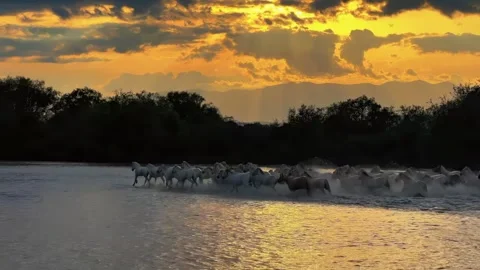 Herd of Wild Horses Galloping Through a River at Golden Sunset China Stock Footage 346334685