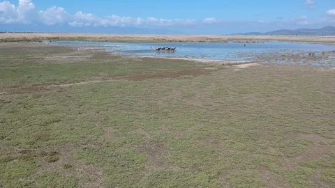 Herd of wild horses getting cool in water at nature Stock Footage 106359121