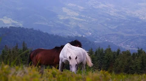 Herd of wild horses on a hillside Stock Footage 59760858