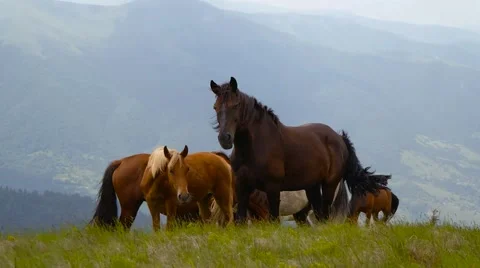 Herd of wild horses on a hillside Stock Footage 59769160