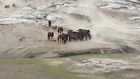 Herd of Wild Horses Migrating Across Arid Lands in Xinjiang, China Видео 337857784