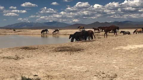 A herd of wild horses migrating to a spring to get water Stock Footage 116755642