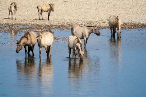 Herd of wild horses Stock Photos