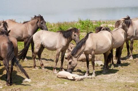Herd wild horses Stock-Fotos