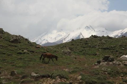 A herd of wild horses  Stock Photos
