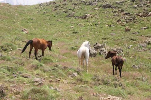 A herd of wild horses  Stock Photos