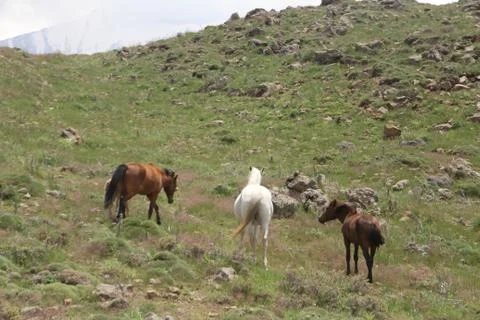 A herd of wild horses  Stock Photos